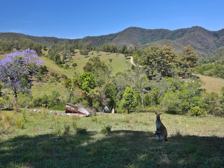 Sold - 558 Mchughs Creek Road - New Property in SOUTH ARM - Real Estate by McGrath Nambucca