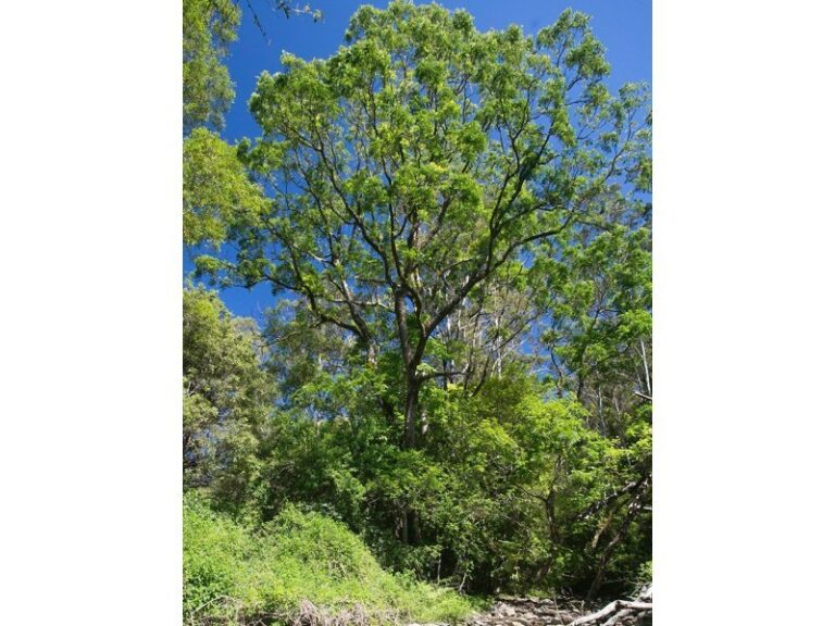 Sold - 1881 South Arm Road - New Property in SOUTH ARM - Real Estate by McGrath Nambucca