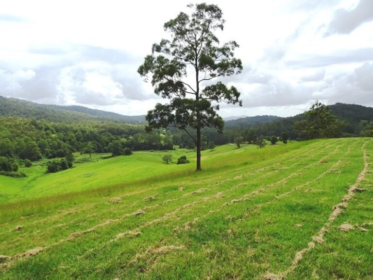 Sold - 1251 South Arm Road - New Property in SOUTH ARM - Real Estate by McGrath Nambucca