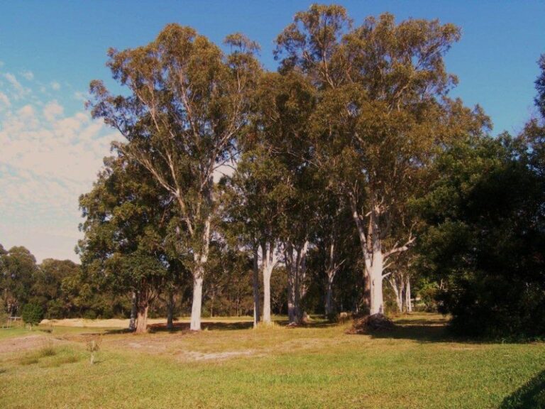 Sold - 30 Fred Brain Avenue - New Property in NAMBUCCA HEADS - Real Estate by McGrath Nambucca