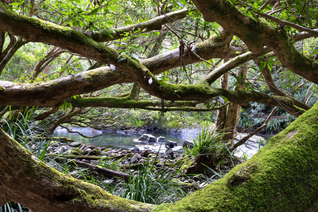 Sold - 40 Frog Hollow Forest Road - New Property in Ulong - Real Estate by John Hall