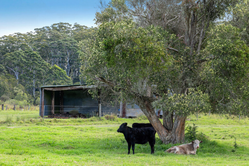 Sold - 86 Congarinni Road - New Property in Talarm - Real Estate by Ashlee Downton