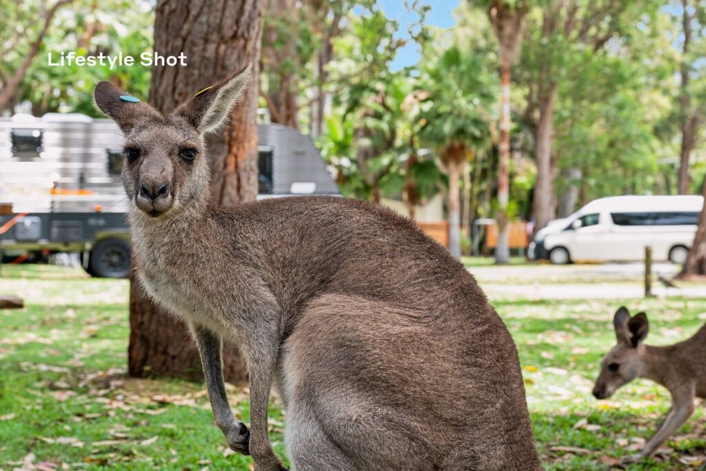 Sold - 3 Rosella Lane - New Property in Arrawarra - Real Estate by Will Bailey