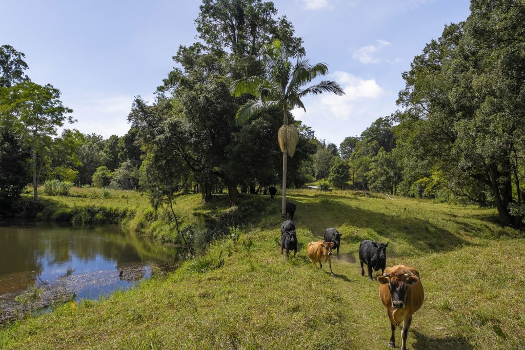 For Sale - 54 Sunny Corner Road - New Property in Bellingen - Real Estate by Ashlee Downton