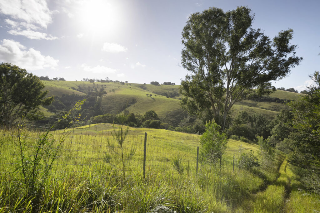For Sale - 326 Billings Road - New Property in Tallowwood Ridge - Real Estate by Ashlee Downton