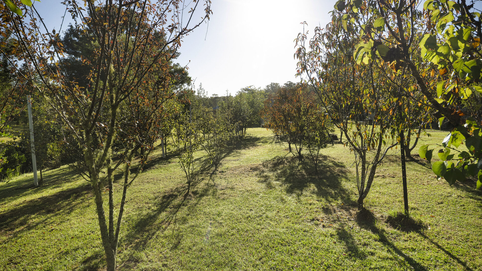 For Sale - 326 Billings Road - New Property in Tallowwood Ridge - Real Estate by Ashlee Downton