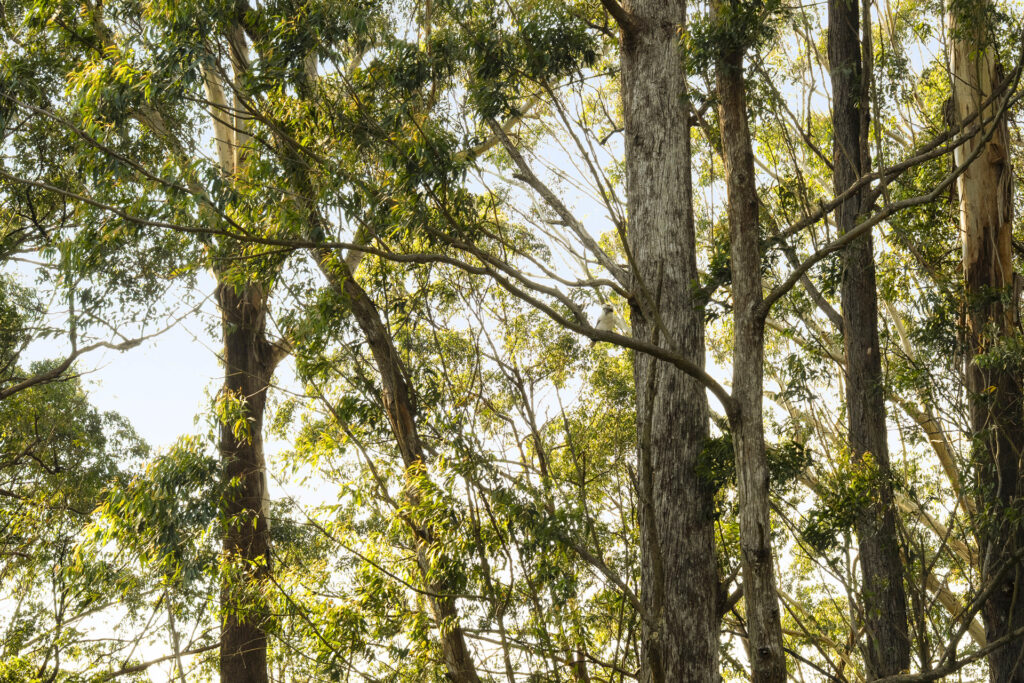 Auction - 73 Forest Drive - New Property in Repton - Real Estate by Joshua Allen
