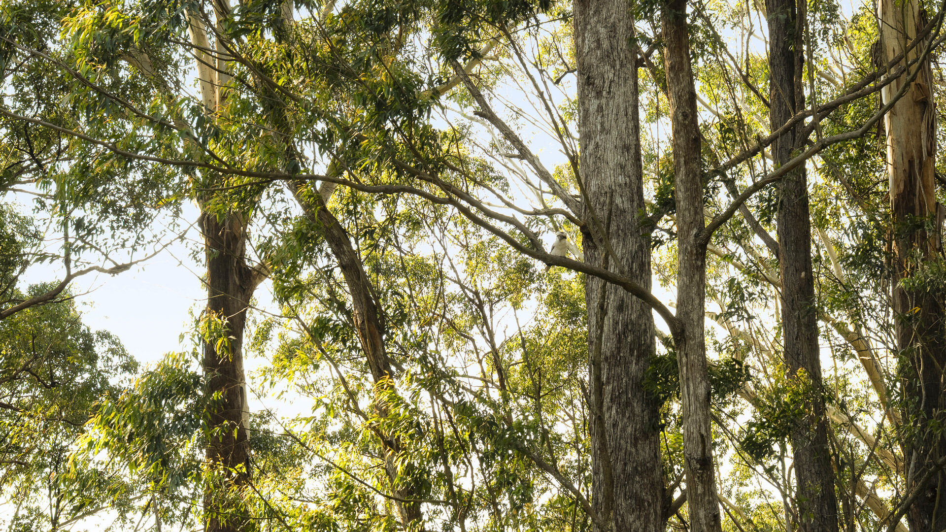 Auction - 73 Forest Drive - New Property in Repton - Real Estate by Joshua Allen